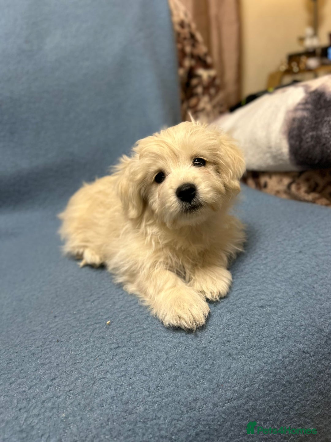 Mixed Breed dogs for sale: Maltese / Bichon Frise Puppies - Advert 10