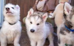 Mixed Breed dogs for sale: Fully vaccinated husky/Malamute Puppies. 3 Left  - Image 1
