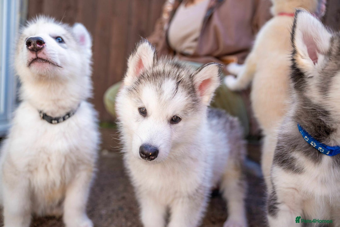 Mixed Breed dogs for sale: Fully vaccinated husky/Malamute Puppies. 3 Left  - Image 1
