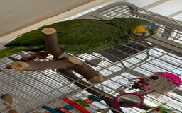 Parrots birds for sale: Orange winged Amazon Parrot  - Image 3