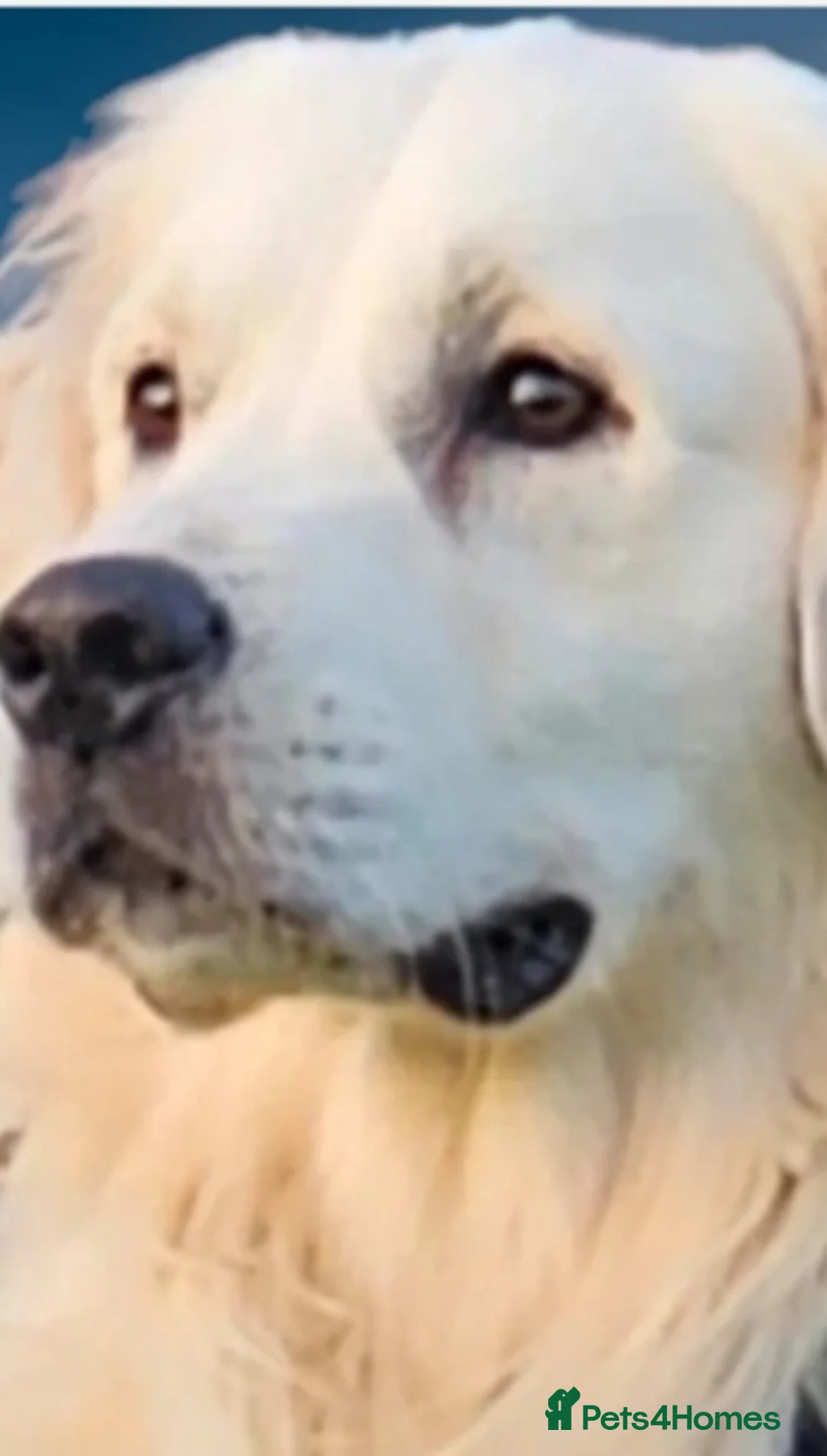 Golden Retriever dogs for sale: Golden retriever puppies in Ashton-under-Lyne - Advert 8