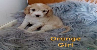 Cockapoo dogs - Advert 14