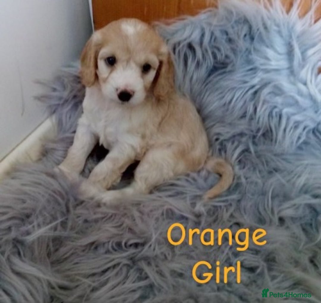 Cockapoo dogs for sale: ⭐️VERY RARE TOY Cockapoo Puppies⭐️🐶 - Image 9