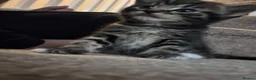 Mixed Breed cats for sale: Gorgeous kittens 🐱  - Advert 10