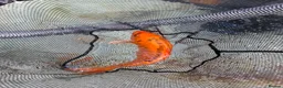 Koi Carp fish for sale: Bulk of Mixed Koi for sale as Whole - Advert 3