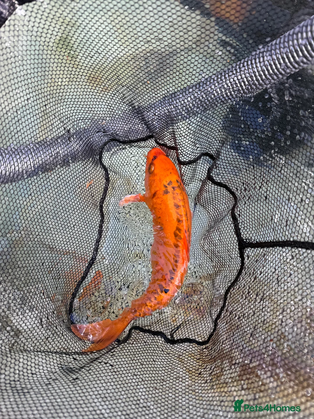 Koi Carp fish for sale: Bulk of Mixed Koi for sale as Whole - Advert 3