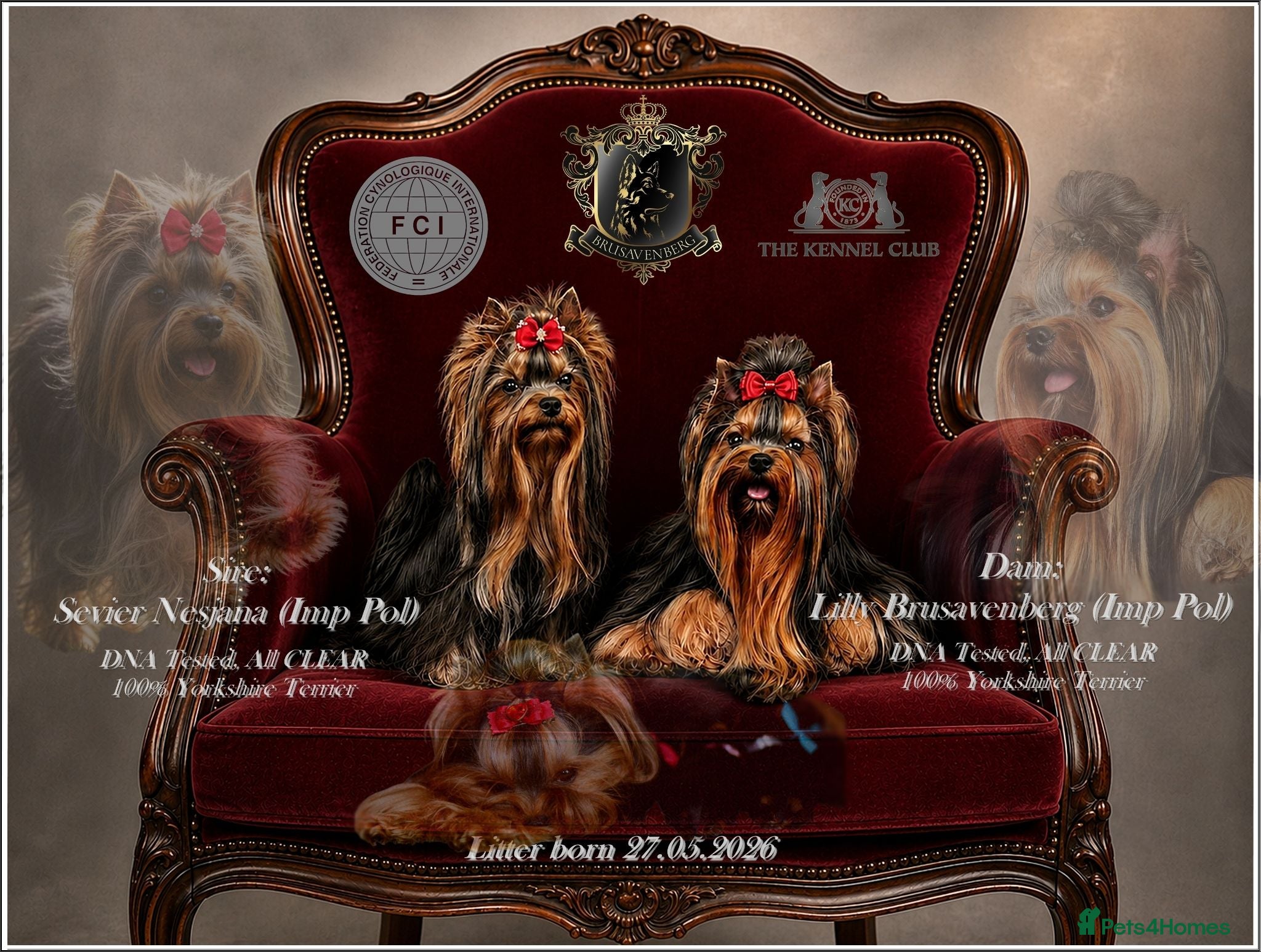 Yorkshire Terrier dogs BABY FACE YORKSHIRE TERRIERS KC DNA TESTED PARENTS - Advert 21