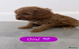 Cockapoo dogs for sale: Cockapoo puppies looking for homes 🏠  - Image 10