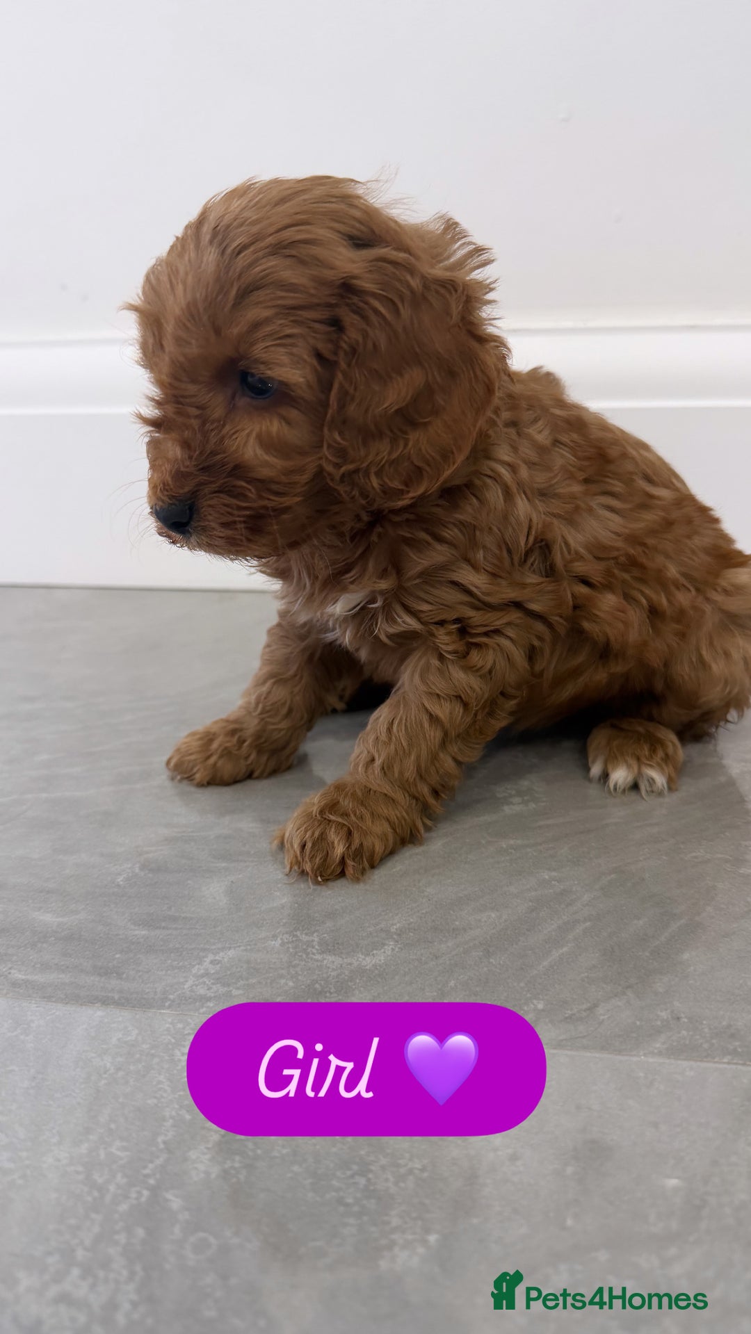 Cockapoo dogs for sale: Cockapoo puppies looking for homes 🏠  - Image 10