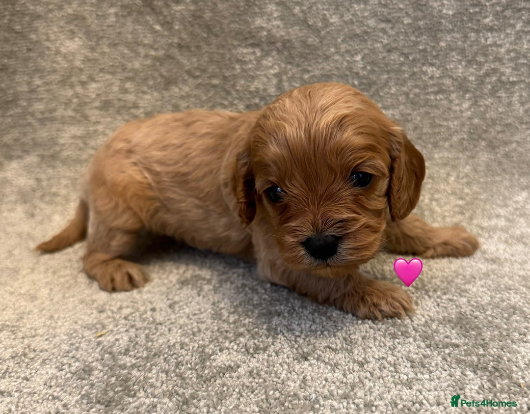 Cavapoo dogs for sale: Fully health tested Cavapoo pups🐶🎅 **   - Advert 4
