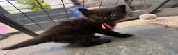 Ragcoon cats for sale: Beautiful Ragcoon kittens 🐾  - Advert 14