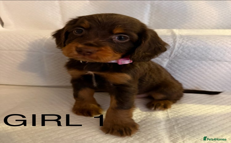 Cocker Spaniel dogs - Advert 1