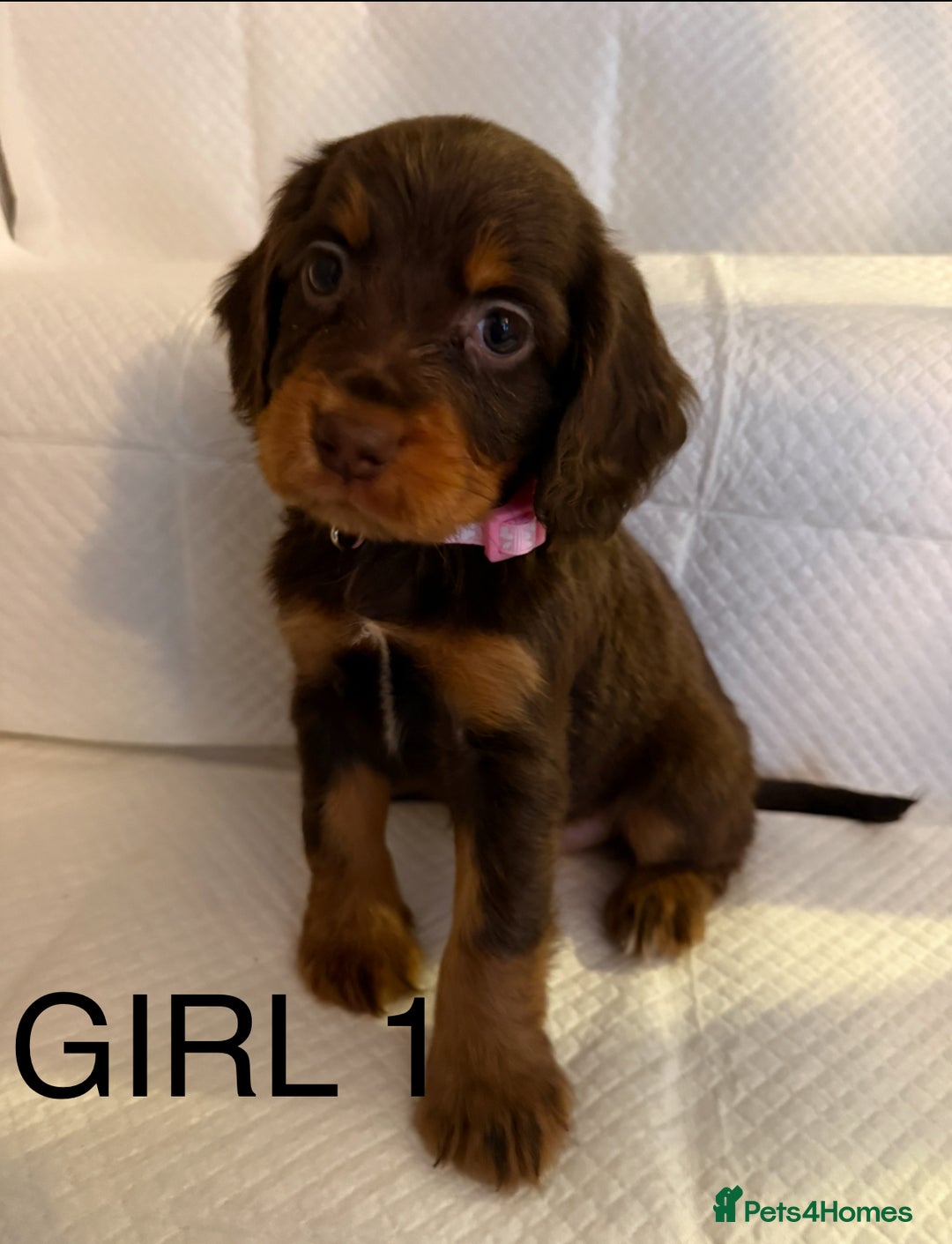 Cocker Spaniel dogs for sale: 4 cocker spaniel pups for sale  - Image 1