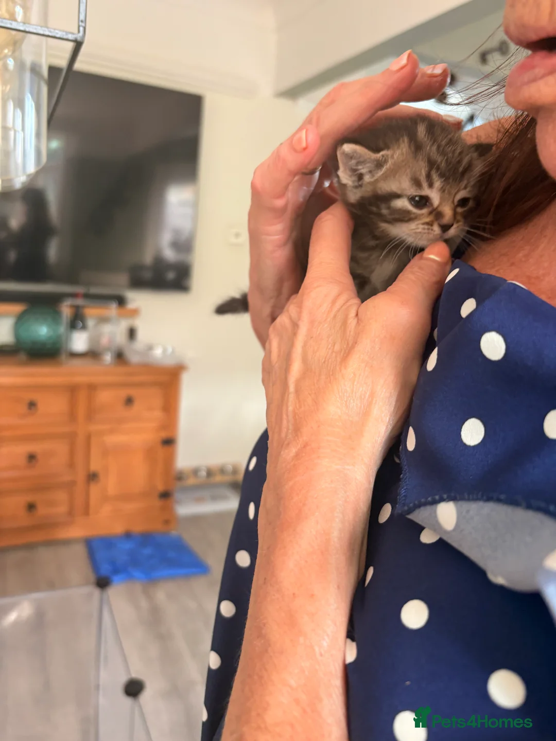 Mixed Breed cats for sale: 4 beautiful tabby / bengal cross - Advert 2