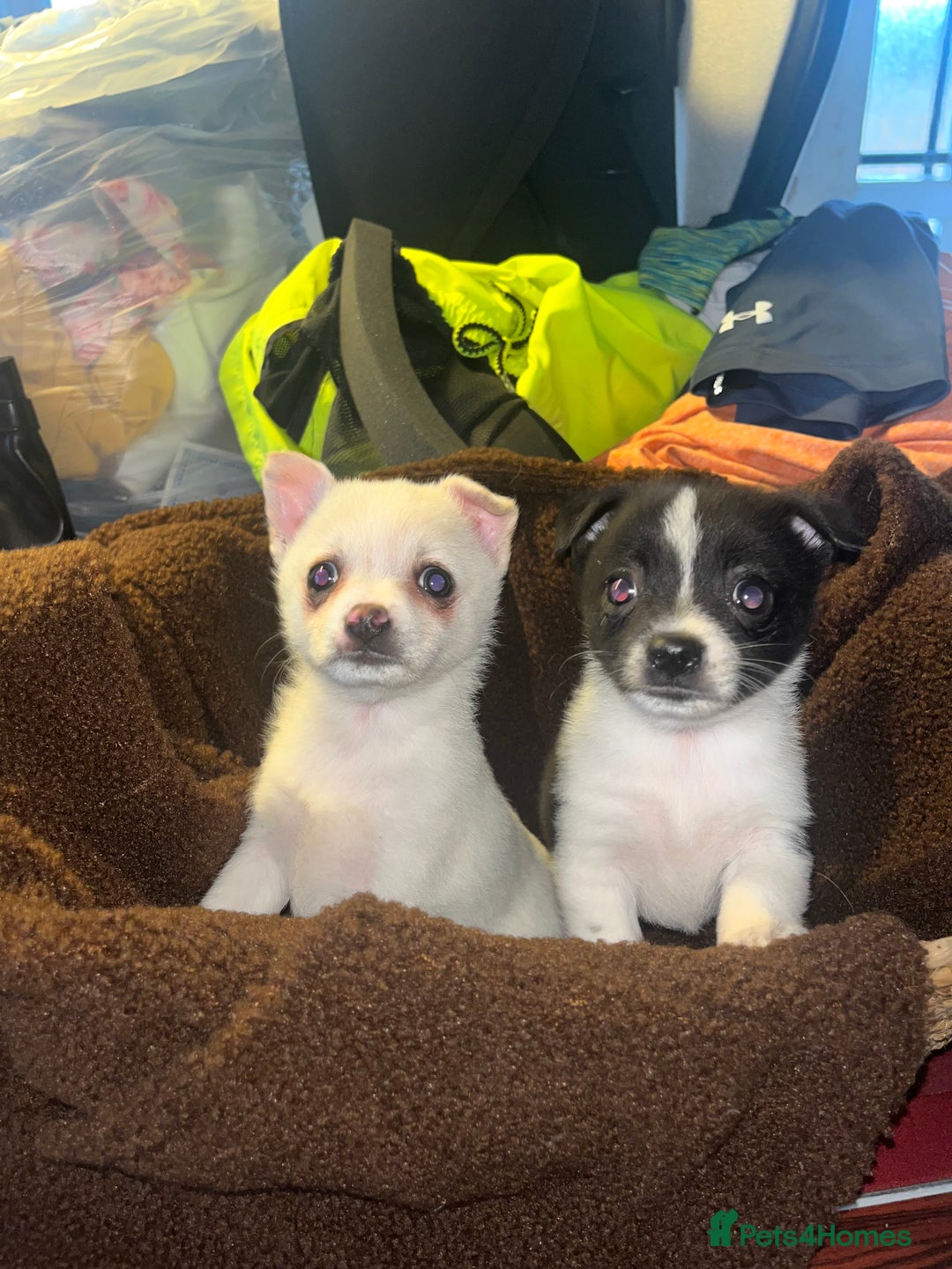 Mixed Breed dogs for sale: Jack Russel  - Advert 1