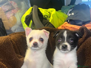 Mixed Breed dogs - Advert 11