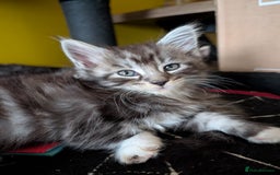 Maine Coon cats for sale: One Maine Coon silver tabby boy left. Ready now!  - Image 7