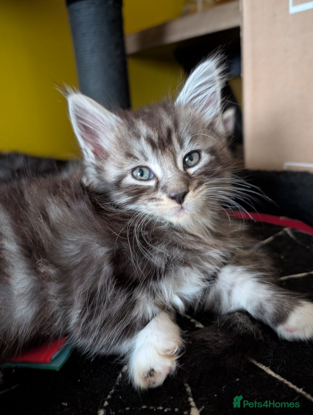 Maine Coon cats for sale: One Maine Coon silver tabby boy left. Ready now!  - Image 7