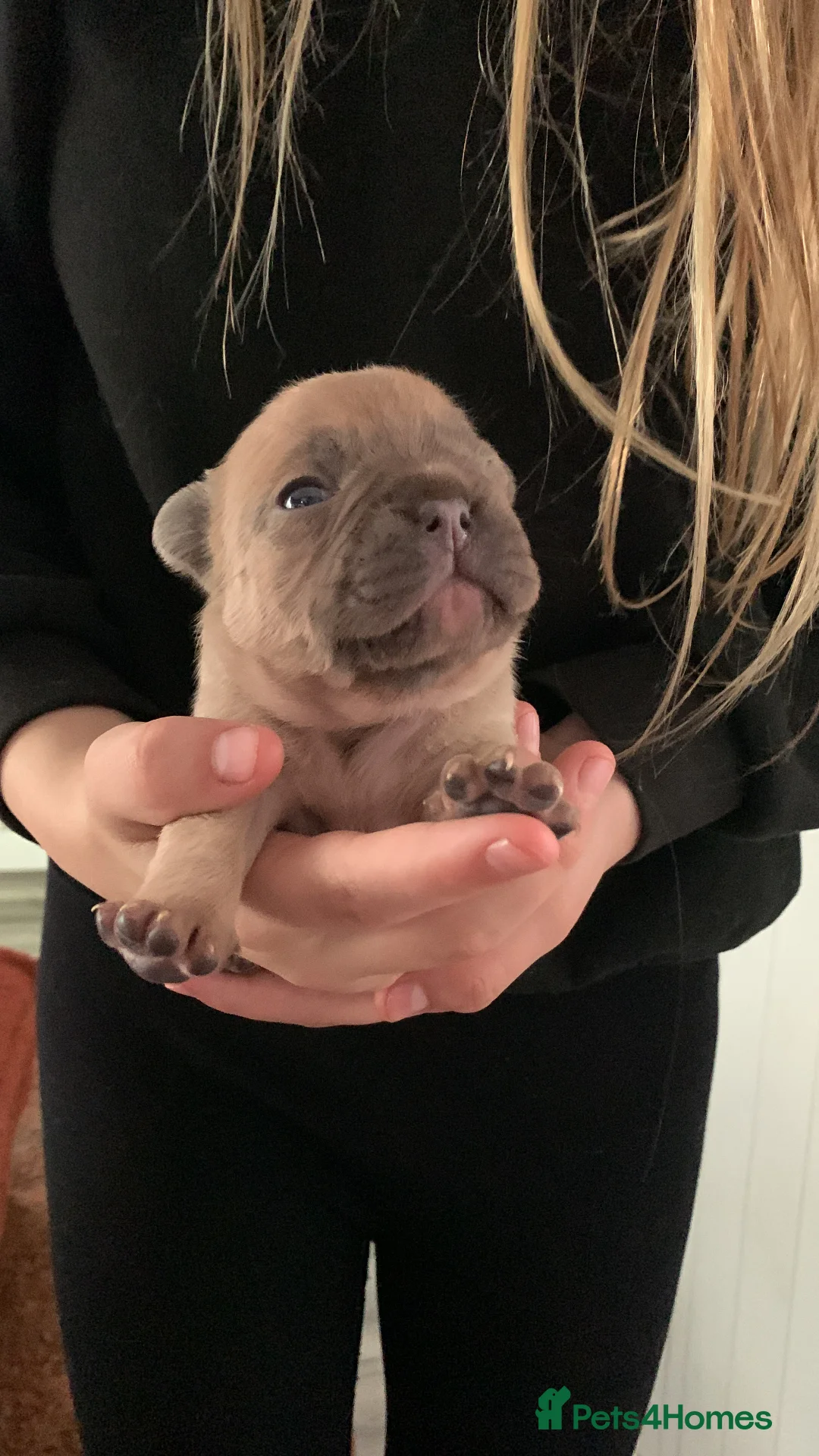 French Bulldog dogs for sale: Beautiful Red fawn  - Advert 7