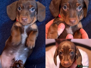 Miniature Dachshund dogs - Advert 35