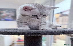 British Shorthair cats for sale: Stunning BSH chinchilla kittens 15 weeks old  - Image 4