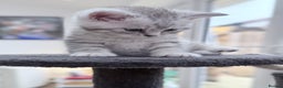 British Shorthair cats for sale: Stunning BSH chinchilla kittens 15 weeks old  - Advert 4