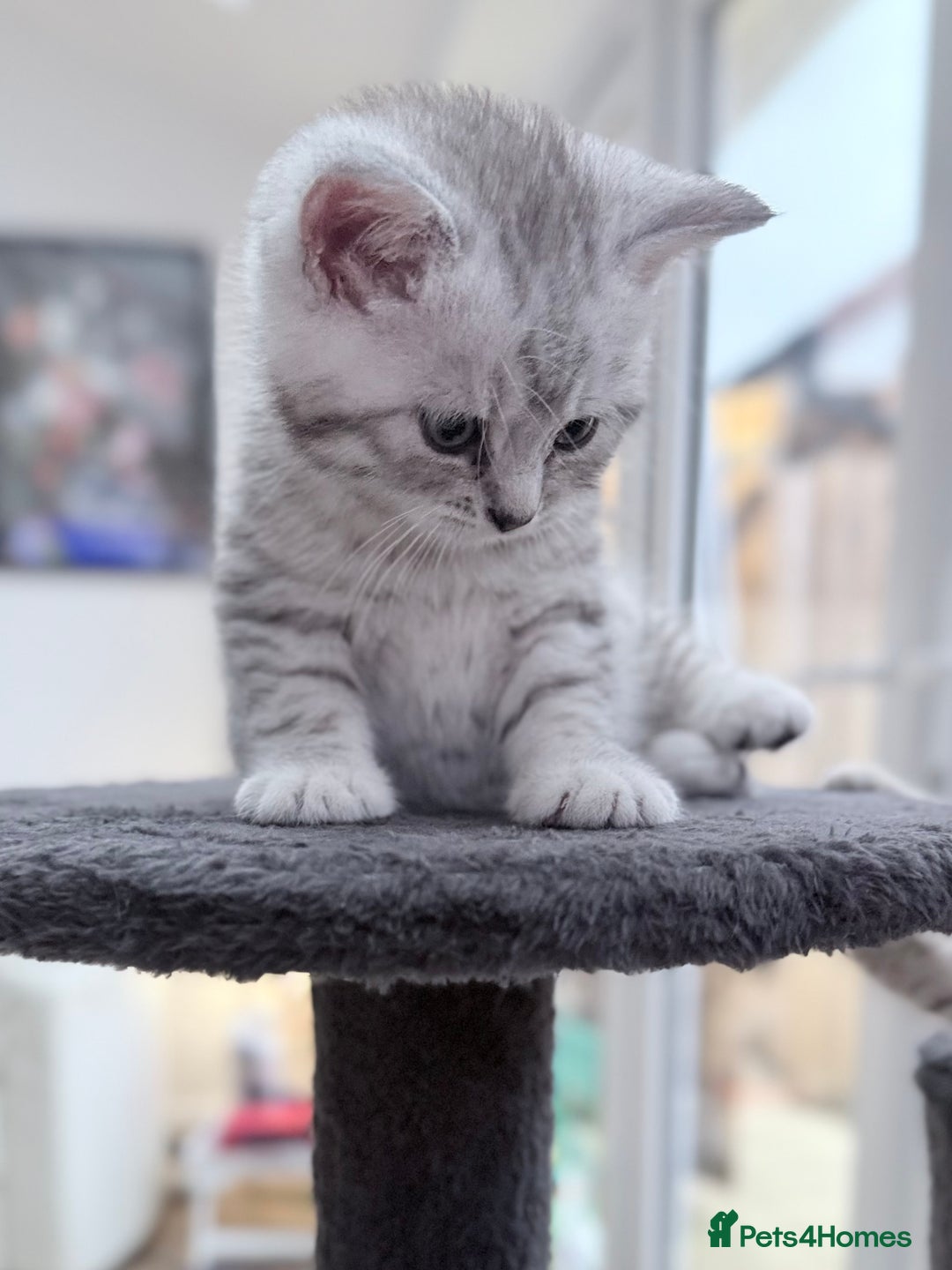 British Shorthair cats for sale: Stunning BSH chinchilla kittens 15 weeks old  - Image 4