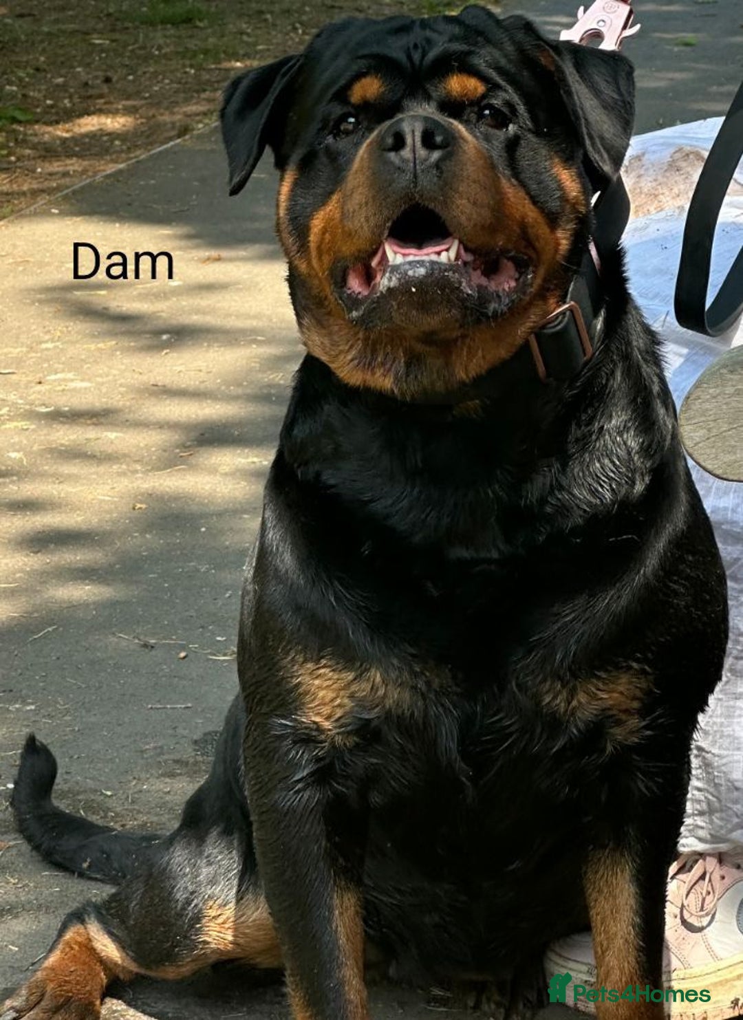 Rottweiler dogs for sale: Exceptional KC Registered Ch bloodline Rottie pups - Advert 3