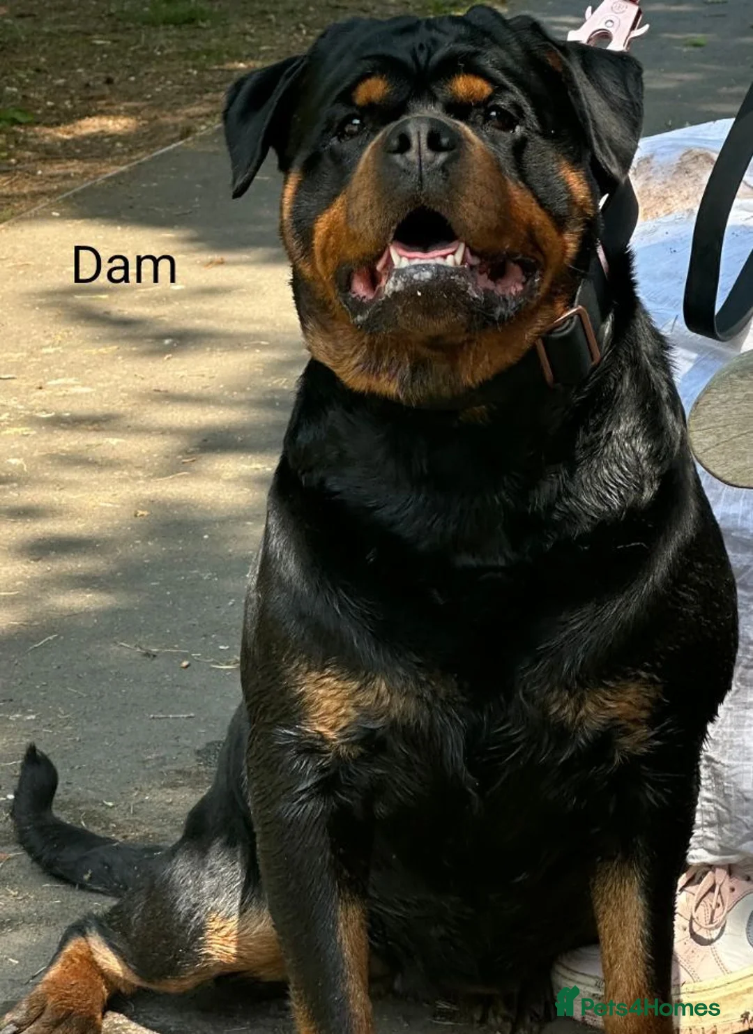 Rottweiler dogs for sale: Exceptional KC Registered Ch bloodline Rottie pups - Advert 3