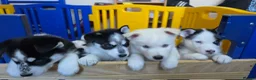 Siberian Husky dogs for sale: 5 Beautiful Husky puppies  in Neath - Advert 4