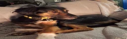 Mixed Breed dogs for adoption: Milo - Sensitive, Sweet & Finding His Confidence in Camberley - Advert 6