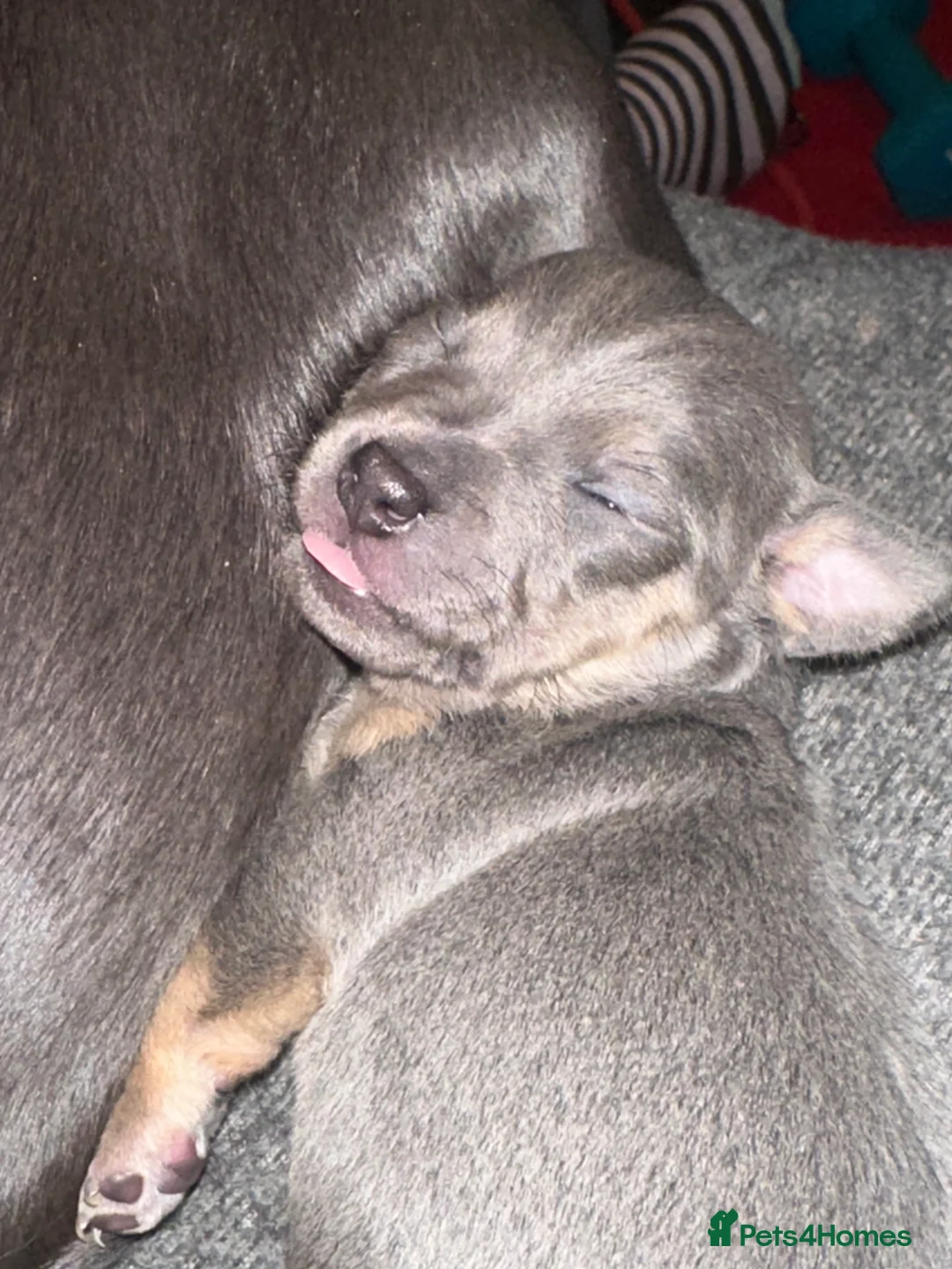 Jack Russell dogs for sale: Jack Russel puppies  - Advert 13