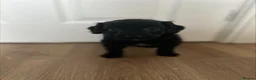 Mixed Breed dogs for sale: Ready Now Shihpoo X Sproodle in Birmingham - Advert 6