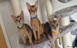 Abyssinian cats for sale: Pure Abyssinian kittens ❤️Ready to go 😍  - Image 19