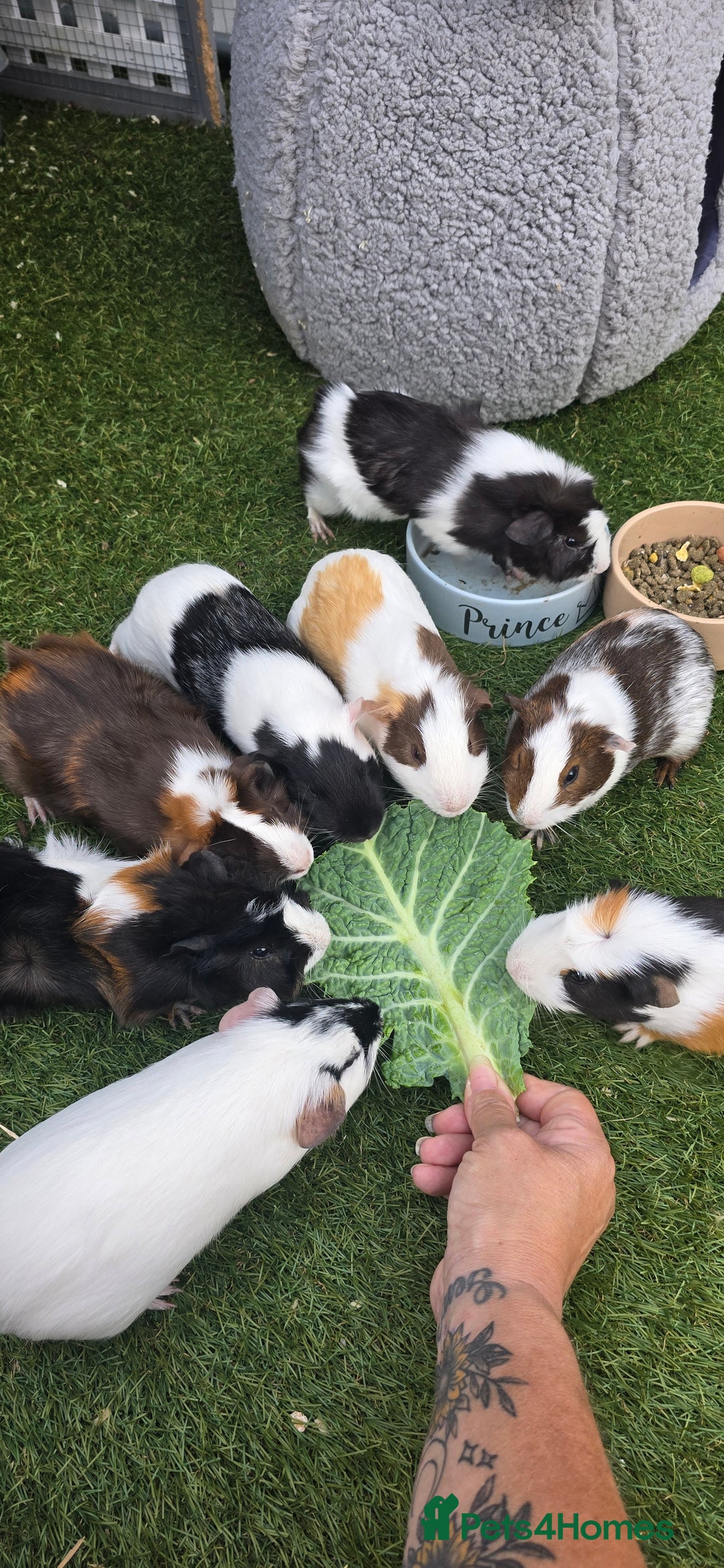 Guinea Pig rodents for sale: Male guinea pigs  - Advert 12