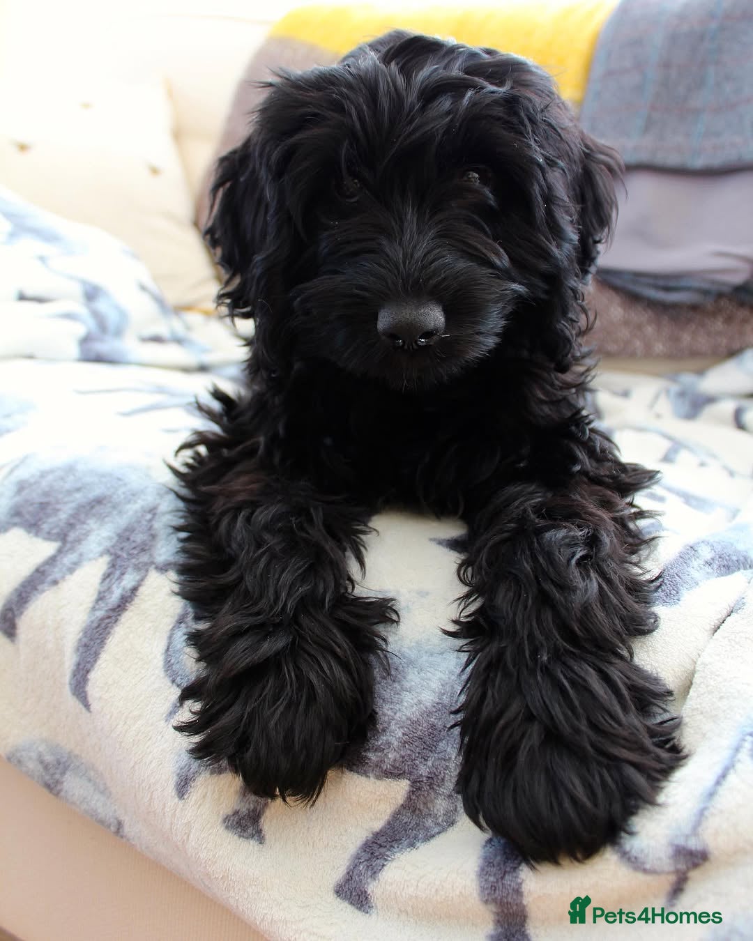 Cockapoo dogs for sale: Beautiful 7Month-Old Cockapoo Mia - Advert 9