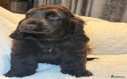 Cocker Spaniel dogs for sale: KC Show Cocker Spaniel boy fully vaccinated  - Image 3