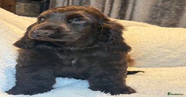 Cocker Spaniel dogs - Advert 1