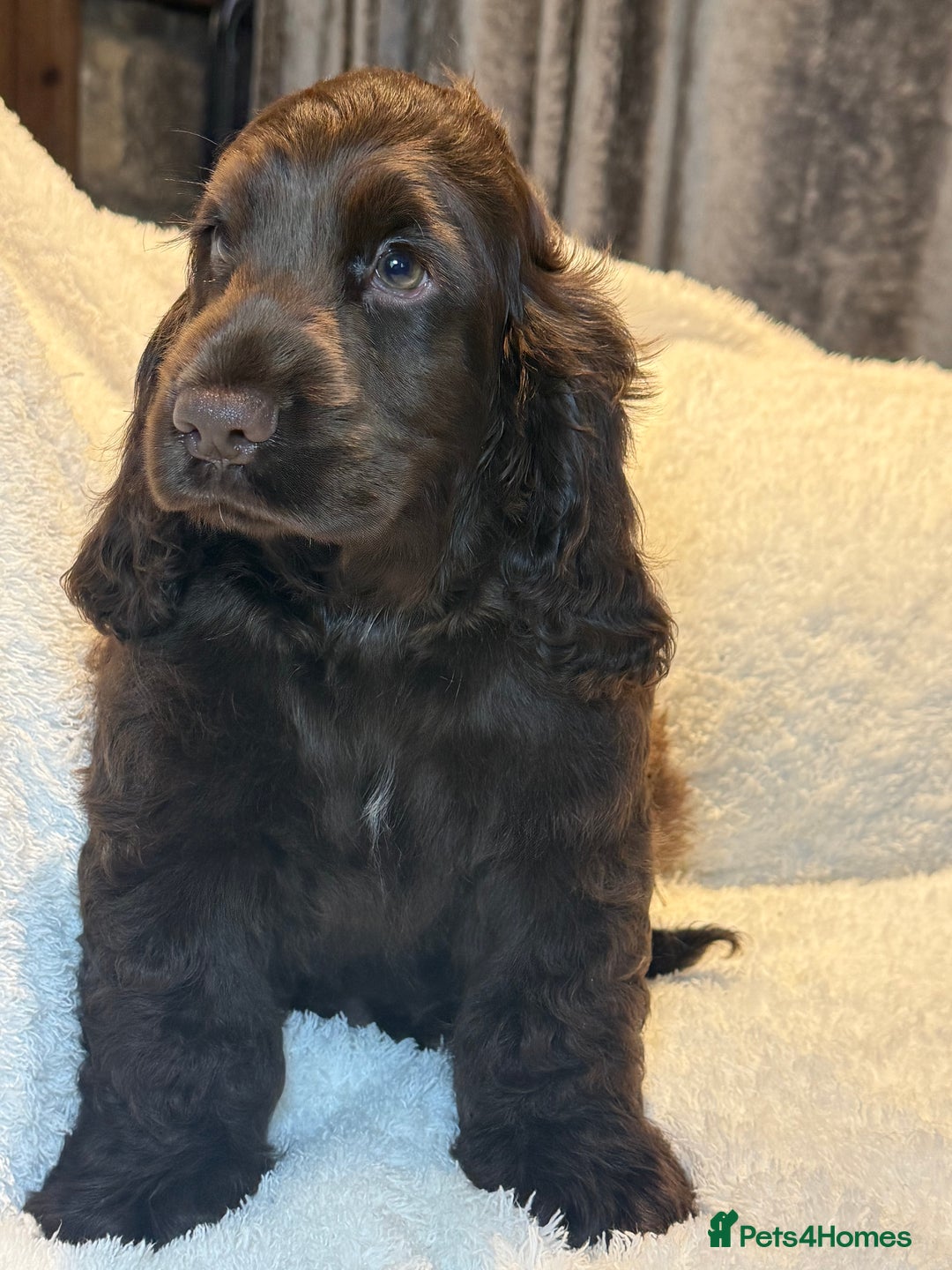 Cocker Spaniel dogs for sale: KC Show Cocker Spaniel boy fully vaccinated  - Image 3
