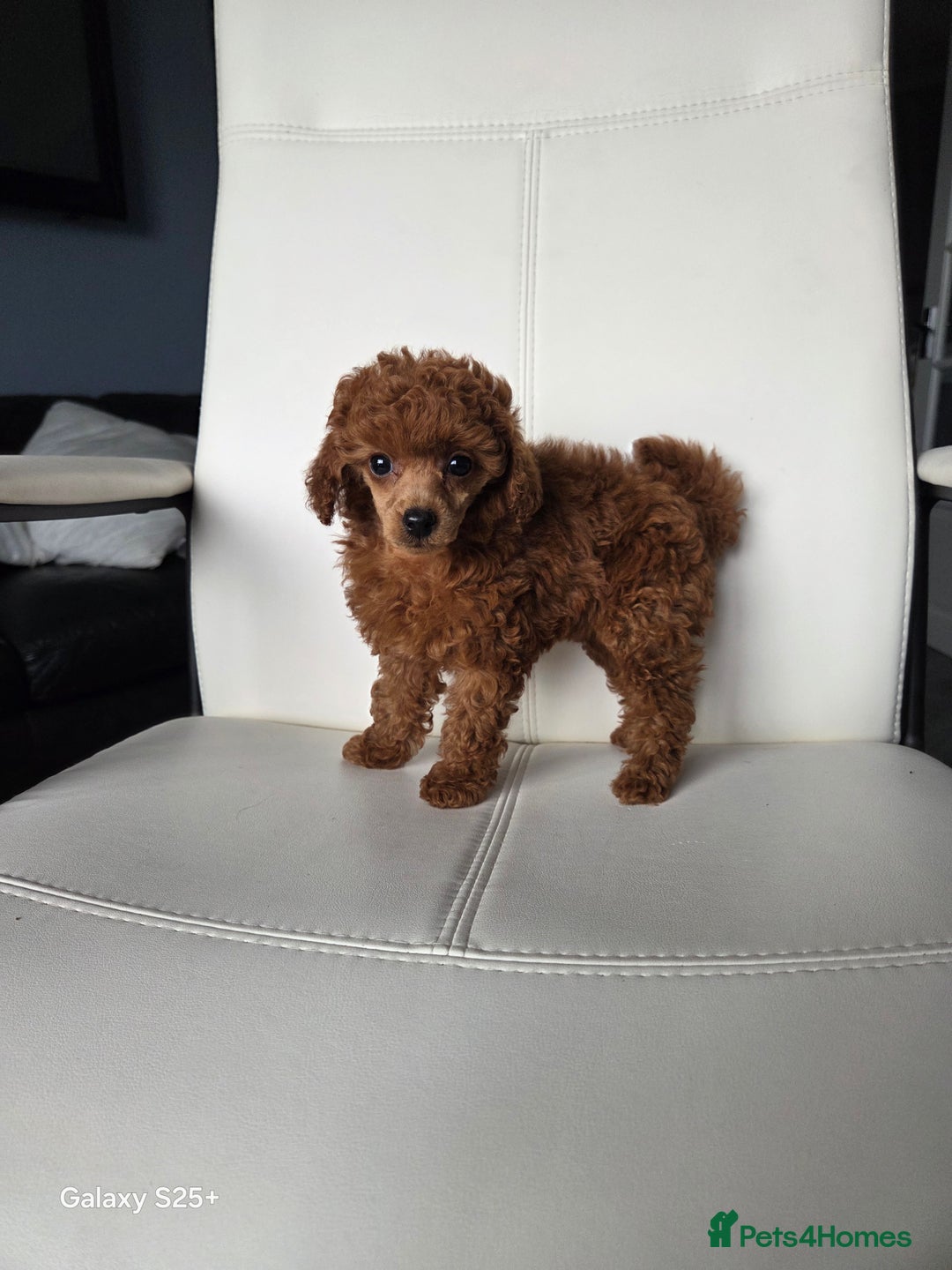 Toy Poodle dogs for sale: Tiny toy poodle red girl  - Advert 4