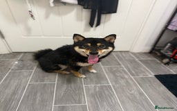 Japanese Shiba Inu dogs for sale: Lilo  - Image 5