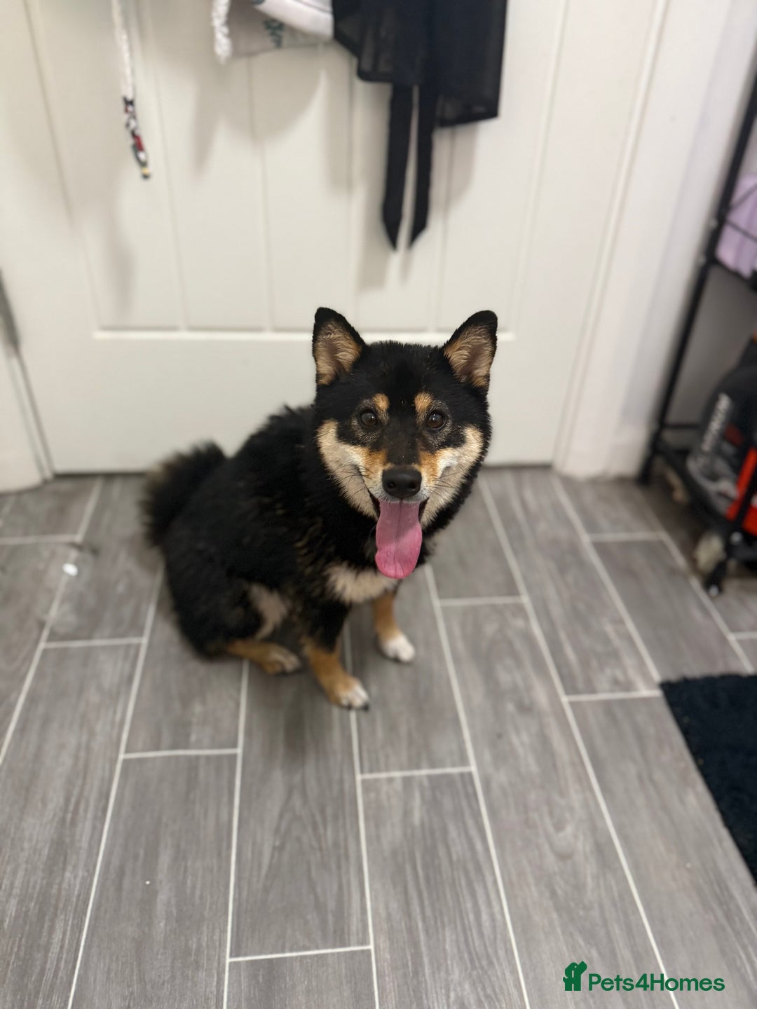 Japanese Shiba Inu dogs for sale: Lilo  - Image 5