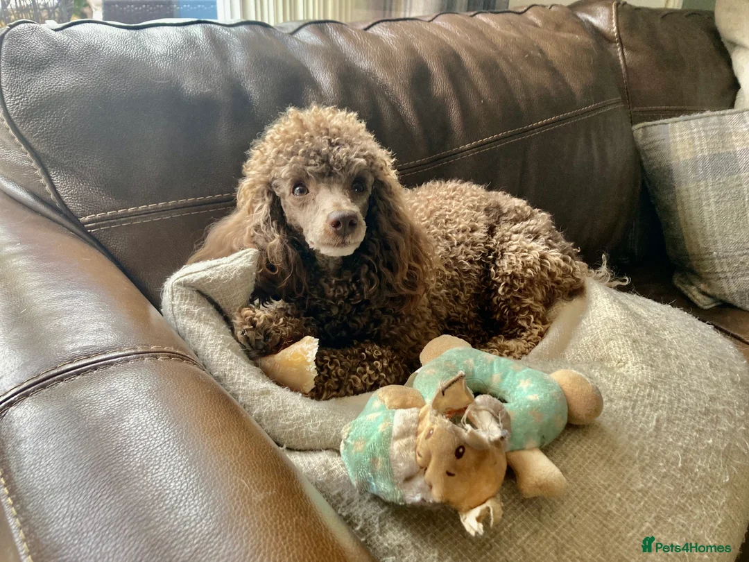 Toy Poodle dogs for stud: Health tested KC chocolate toy poodle stud in Stevenage - Advert 4