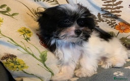 Maltese dogs for sale: Adorable little Maltese puppies  - Image 26