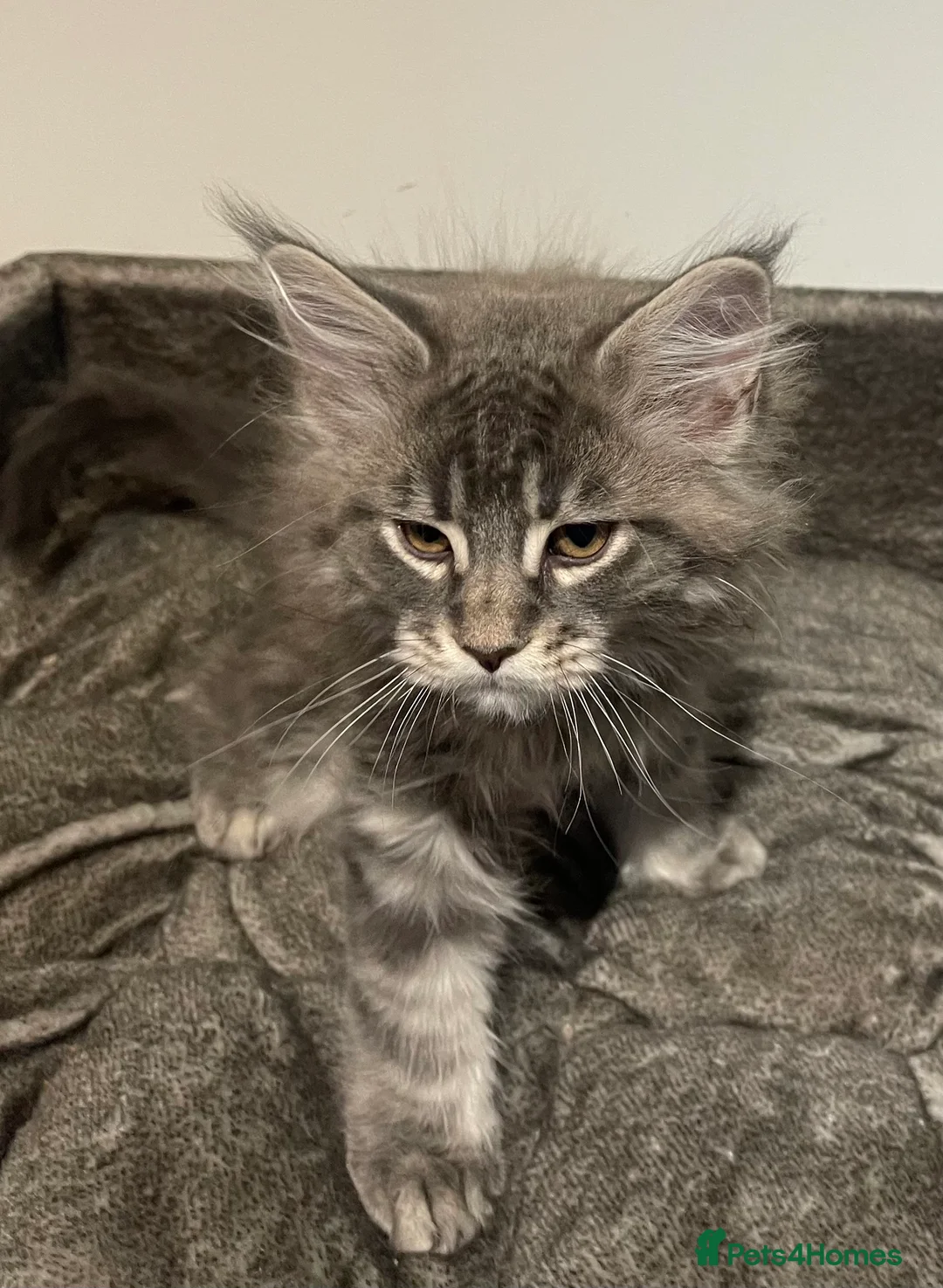 Maine Coon cats for sale: Ready now Poly Maine coon male kitten  - Advert 1
