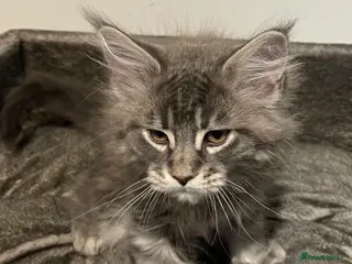 Maine Coon cats Ready now Poly Maine coon male kitten - Advert 2