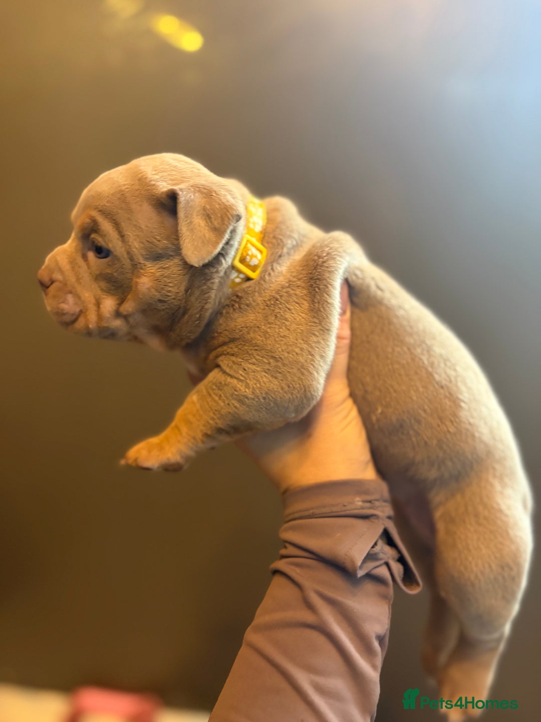 American Bully dogs for sale: ABKC Pocket Bully’s  - Image 18
