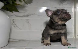 French Bulldog dogs for sale: 7 week old kC French bulldogs - Image 5