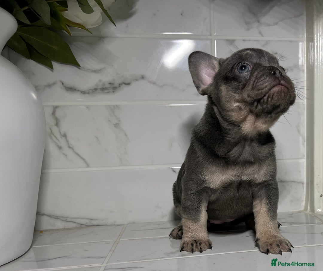 French Bulldog dogs for sale: 7 week old kC French bulldogs - Image 5
