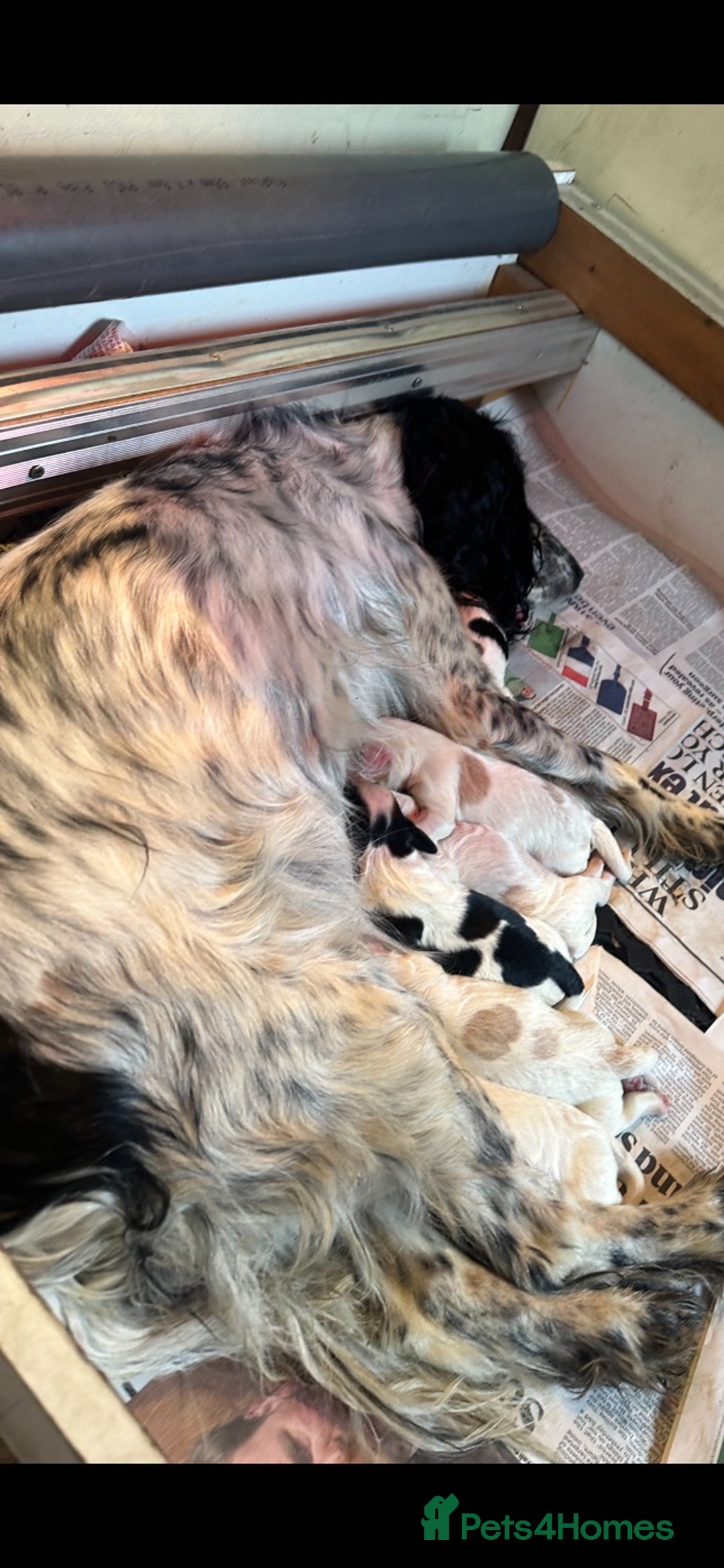 Cocker Spaniel dogs for sale: Hanscombe working cocker spaniel puppies - Advert 1